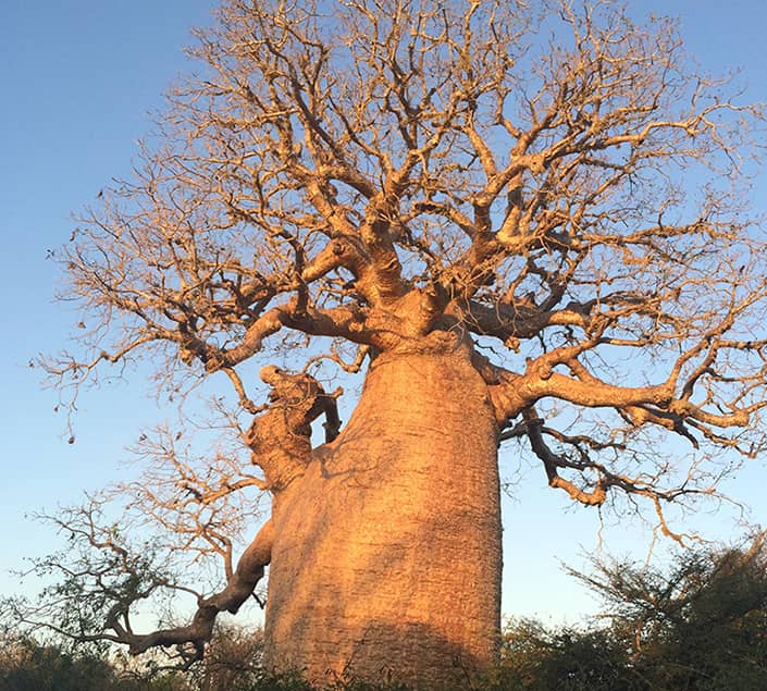 Baobab species are available at the bamboo club hotel