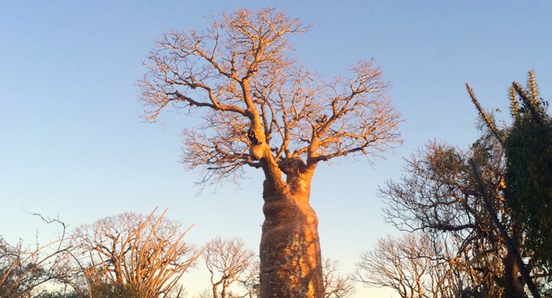 Baobab viewing is included in Bamboo club entertainment